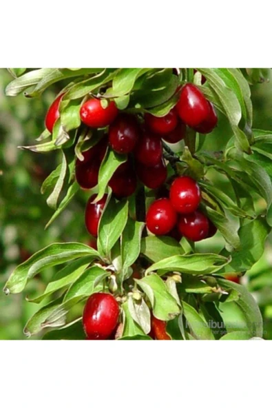 TAŞKAR PEYZAJ Tüplü Kızılcık Fidanı 40-70 Cm ürün görseli