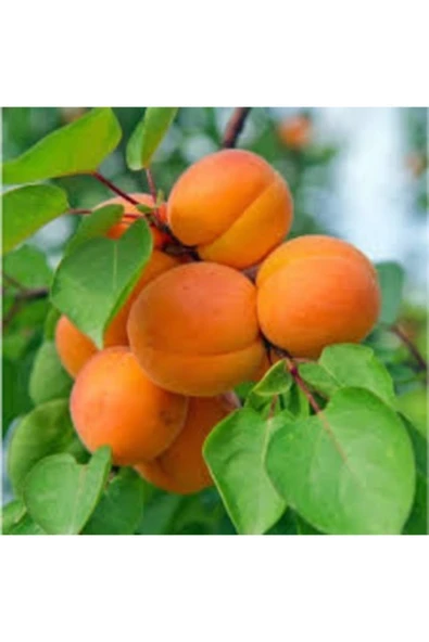 TAŞKAR PEYZAJ Şekerpare Kayısı Fidanı ( Aşılı - 2 Yaş ) - Tüplü - 100-120 Cm ürün görseli