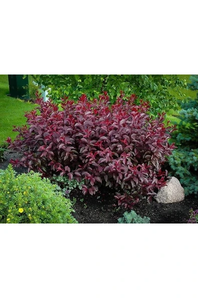 TAŞKAR PEYZAJ Berberis Fidanı ürün görseli