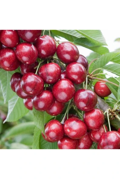 TAŞKAR PEYZAJ Sweet Heart Kiraz Fidanı Aşılı ( 2 Yaş \ Tüplü \ 80-100 Cm ) ürün görseli