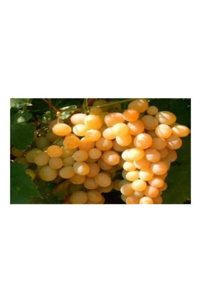 TAŞKAR PEYZAJ Ata Sarısı Üzüm - Asma Fidanı ( 30-50 Cm ) ürün görseli