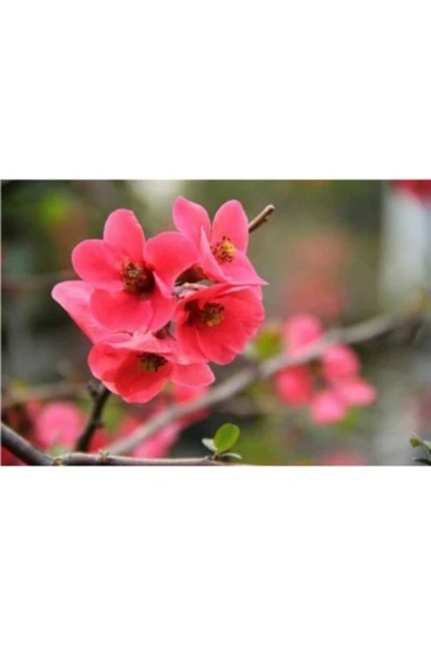 TAŞKAR PEYZAJ Bahar Dalı Fidanı ( Tüplü )50-70 Cm ürün görseli