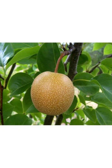 TAŞKAR PEYZAJ Naşi - Japon Armut Fidanı Aşılı ( 2 Yaş \ Tüplü \ 80-100 Cm ) ürün görseli