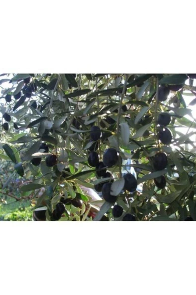 TAŞKAR PEYZAJ Gemlik Siyah Zeytin Fidanı ( Tüplü ) 60-80 Cm ürün görseli