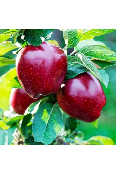 TAŞKAR PEYZAJ Red Chief Bodur (kırmızı) Elma Fidanı Aşılı ( 2 Yaş \ Açık Köklü \ 50-70 Cm ) ürün görseli