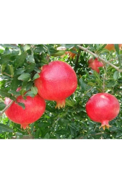 TAŞKAR PEYZAJ Hicaz Nar Fidanı ( Tüplü ) 60-10 Cm ürün görseli