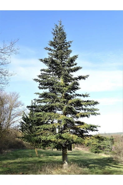 TAŞKAR PEYZAJ Sedir Selvi Çam Fidanı ( Tüplü ) 70-100 Cm - 1