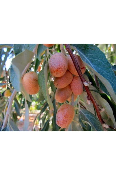 TAŞKAR PEYZAJ Sultani Iri Meyveli Iğde Fidanı Aşılı ( 2 Yaş \ Tüplü \ 70-100 Cm ) ürün görseli