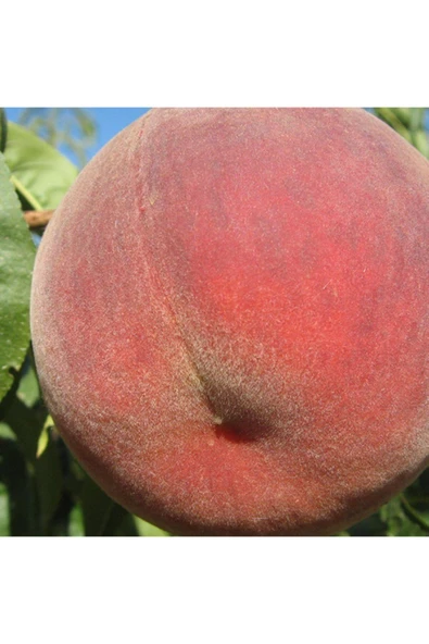 TAŞKAR PEYZAJ Early Big Şeftali Fidanı Aşılı ( 2 Yaş \ Tüplü \ 80-100 Cm ) ürün görseli