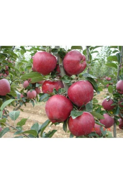 TAŞKAR PEYZAJ Starking Elma Fidanı Aşılı ( 2 Yaş \ Tüplü \ 80-100 Cm ) ürün görseli