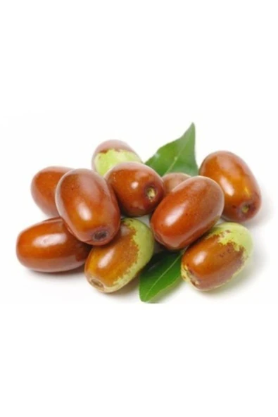 TAŞKAR PEYZAJ Hünnap Fidanı ( 2 Yaş ) -tüplü - 50-80 Cm ürün görseli