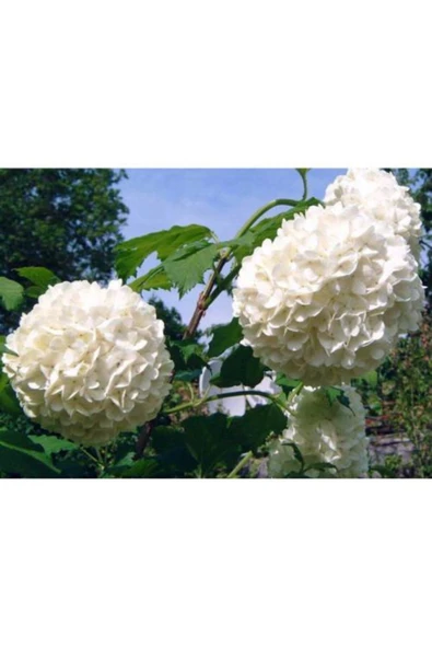 TAŞKAR PEYZAJ Kartopu Çiçeği 2 Yaş Tüplü Fidan ürün görseli