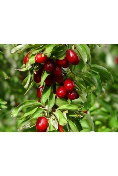 TAŞKAR PEYZAJ Kızılcık Fidanı ( Tüplü ) ürün görseli