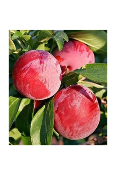 TAŞKAR PEYZAJ Formosa Erik Fidanı Aşılı ( 2 Yaş \ Tüplü \ 80-100 Cm ) ürün görseli