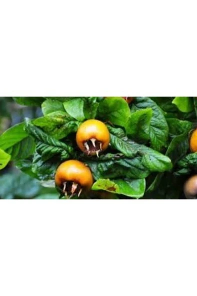 TAŞKAR PEYZAJ Döngel ( Muşmula ) Fidanı ( Aşılı - 2 Yaş ) - Tüplü - 100-120 Cm ürün görseli