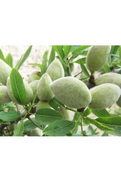 TAŞKAR PEYZAJ Nonperial Çıtır Badem Fidanı -aşılı - Tüplü \ 80-100 Cm ) ürün görseli