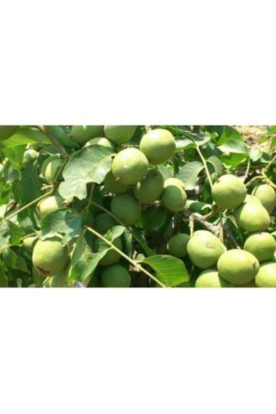 TAŞKAR PEYZAJ Pedro Ceviz Fidanı ( 2 Yaş - Tüplü ) 40-60 Cm ürün görseli