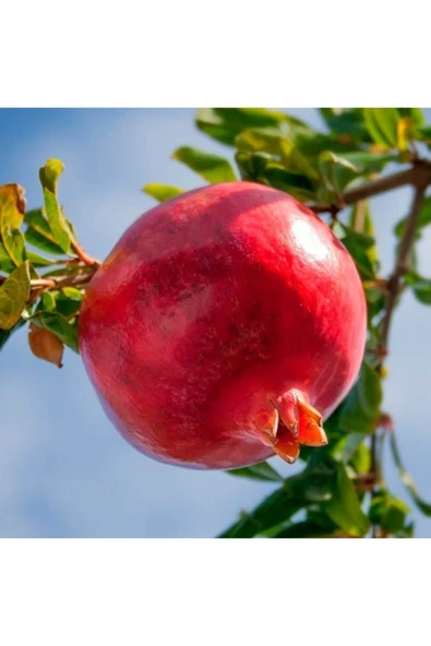 TAŞKAR PEYZAJ Çekirdeksiz Nar Fidanı \ Tüplü \ 50-70 Cm ) ürün görseli