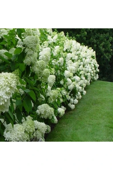 TAŞKAR PEYZAJ Beyaz Ortanca Çiçeği Fidanı ( Tüplü )30-40 Cm ürün görseli