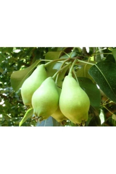 TAŞKAR PEYZAJ Akça Armut Fidanı ( Aşılı - 2 Yaş ) - Tüplü - 100-120 Cm ürün görseli