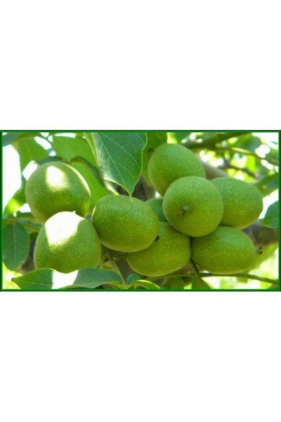 TAŞKAR PEYZAJ Şebin Ceviz Fidanı Aşılı ( Tüplü \ 40-60 Cm ) ürün görseli