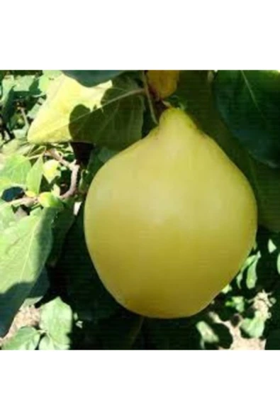 TAŞKAR PEYZAJ Ege 22 Ayva Fidanı ( Aşılı- 2 Yaş ) - Tüplü - 100-120 Cm ürün görseli