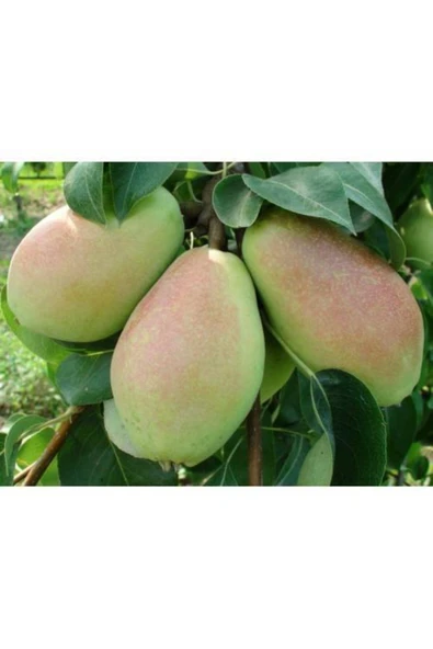 TAŞKAR PEYZAJ Santa Maria Armut Fidanı Aşılı ( 2 Yaş \ Tüplü \ 80-100 Cm ) ürün görseli