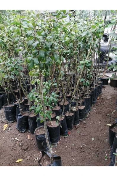 TAŞKAR PEYZAJ Döngel Muşmula  Fidanı Aşılı - 2 Yaş  - Tüplü - 100-120 Cm - Resim 2