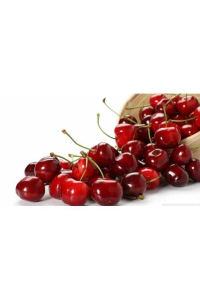 TAŞKAR PEYZAJ Tüplü Aşılı 2 Yaş Kütahya Vişne Fidanı 100-120 cm ürün görseli