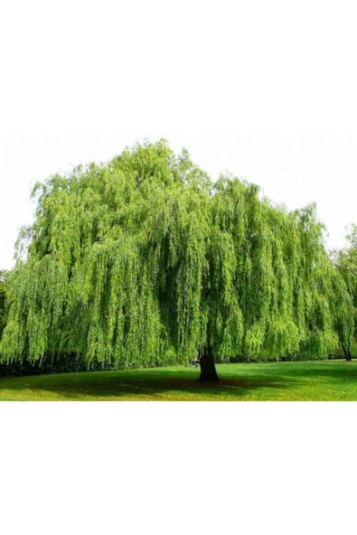 TAŞKAR PEYZAJ Salkım Söğüt Fidanı Tüplü ( 80-100 Cm ) ürün görseli