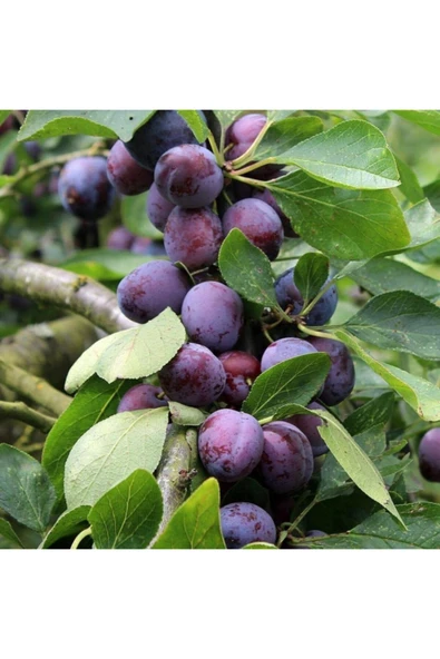 TAŞKAR PEYZAJ Black Beauty Erik Fidanı Aşılı ( 2 Yaş \ Tüplü \ 80-100 Cm ) ürün görseli