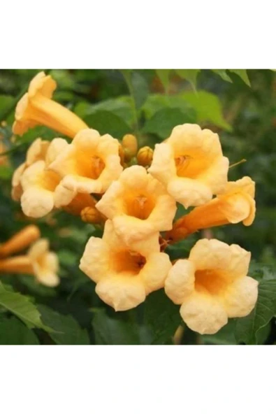 TAŞKAR PEYZAJ Sarı Acem Borusu Sarmaşık ( Borazan Çiçeği ) Fidanı ( Tüplü ürün görseli