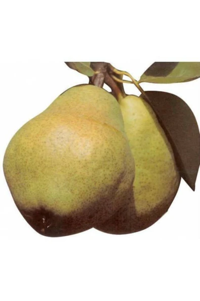 TAŞKAR PEYZAJ Williams Armut Fidanı Aşılı ( 2 Yaş \ Tüplü \ 80-100 Cm ) ürün görseli