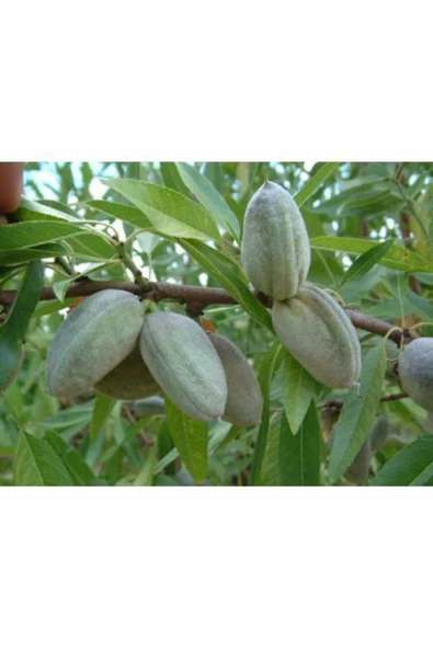 TAŞKAR PEYZAJ Ferragnes Badem Fidanı Aşılı ( Tüplü \ 80-100 Cm ) ürün görseli