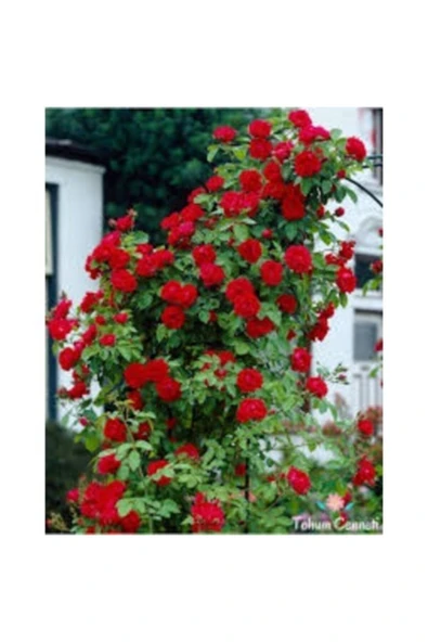 TAŞKAR PEYZAJ Kırmızı Kokulu Sarmaşık Gül Fidanı (yediveren - Tüplü) 100-1 ürün görseli