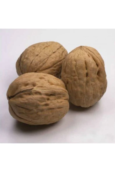 TAŞKAR PEYZAJ Kaman Ceviz Fidanı Aşılı ( Tüplü \ 40-60 Cm ) ürün görseli