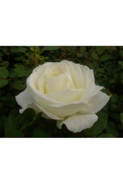 TAŞKAR PEYZAJ Beyaz Gül Fidanı Yediveren - Kokulu ( Tüplü ) ürün görseli