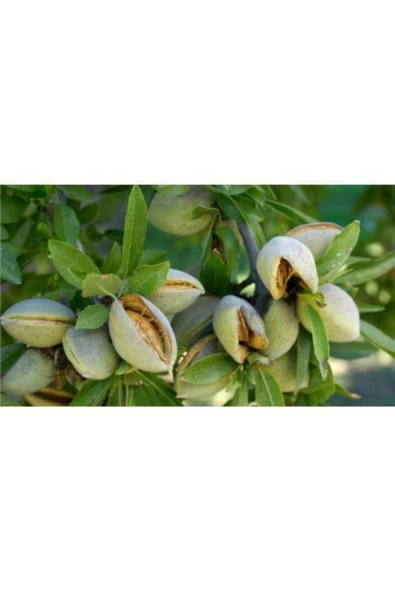 TAŞKAR PEYZAJ Ferraduel Badem Fidanı Aşılı ( Tüplü \ 80-100 Cm ) - 1