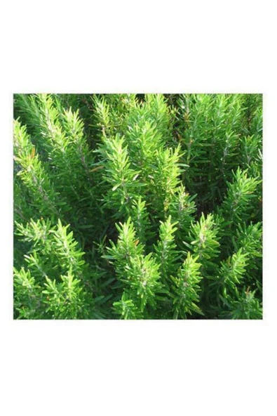 TAŞKAR PEYZAJ Biberiye Çiçeği Fidanı - Tüplü 30-50 Cm ürün görseli