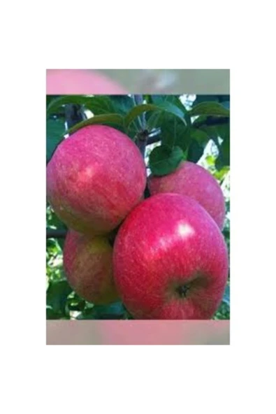 TAŞKAR PEYZAJ Fuji Elma Fidanı ( Aşılı - 2 Yaş ) - Tüplü - 100-120 Cm ürün görseli