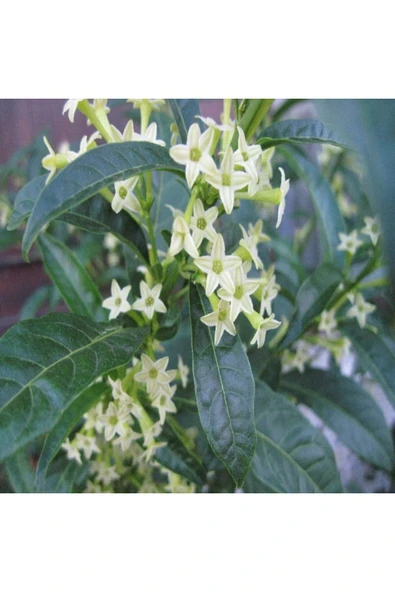 TAŞKAR PEYZAJ Melisa -parfüm- Çiçeği Fidanı ( Tüplü ) 40-60 Cm ürün görseli