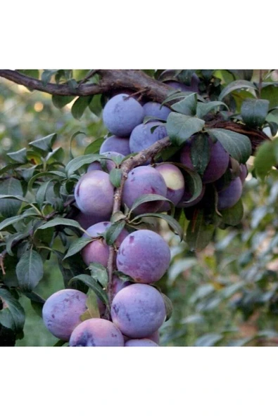 TAŞKAR PEYZAJ Anjelika Erik Fidanı Aşılı ( 2 Yaş \ Açık Köklü \ 80-100 Cm ) ürün görseli