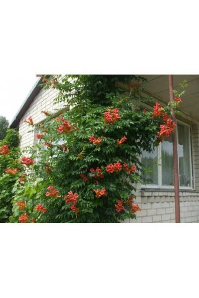 TAŞKAR PEYZAJ Acem Borusu Sarmaşık ( Turuncu Borazan Çiçeği ) Fidanı ( Tüplü 50-80 Cm ) ürün görseli