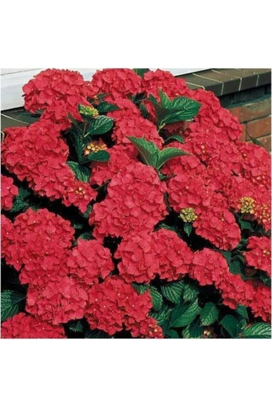 TAŞKAR PEYZAJ Kırmızı Ortanca Çiçeği Fidanı ( Tüplü ) ürün görseli