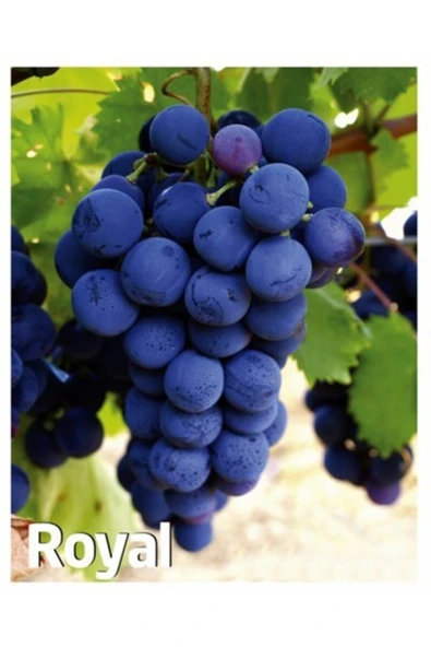 TAŞKAR PEYZAJ Royal Üzüm - Asma Fidanı ( 30-50 Cm ) ürün görseli
