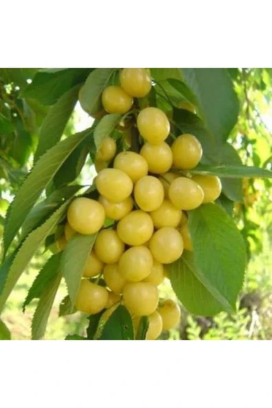 TAŞKAR PEYZAJ Stars Gold Beyaz Kiraz Fidanı Aşılı ( 2 Yaş - Tüplü \ 80-100 Cm ) ürün görseli