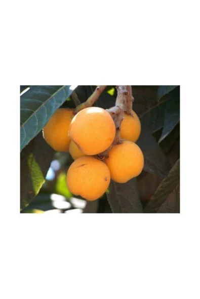 TAŞKAR PEYZAJ Yeni Dünya (MALTA ERİĞİ) Fidanı ( 2 Yaş ) 80-100 Cm ürün görseli