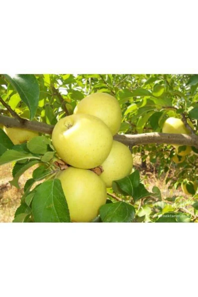 TAŞKAR PEYZAJ Golden Elma Fidanı Aşılı ( 2 Yaş \ Tüplü \ 80-100 Cm ) ürün görseli