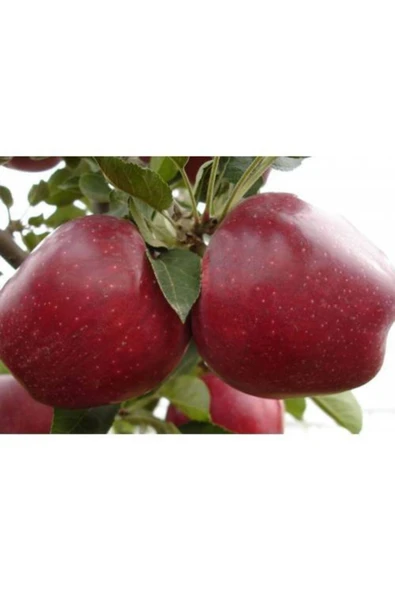 TAŞKAR PEYZAJ Red Chief Bodur (KIRMIZI) Elma Fidanı Aşılı ( 2 Yaş \ Tüplü \ 50-70 Cm ) ürün görseli