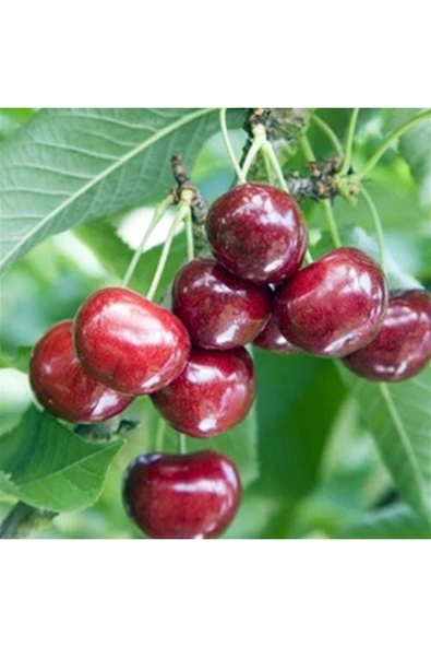 TAŞKAR PEYZAJ Royal King Kiraz Fidanı ( Aşılı - Tüplü - 100 Cm ) ürün görseli
